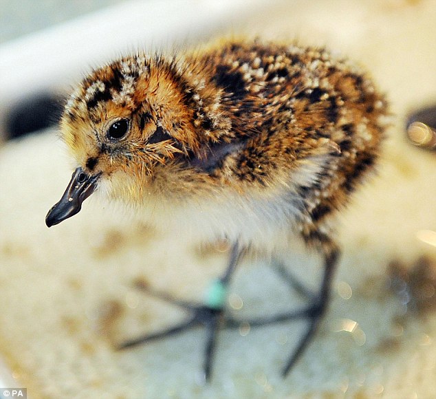 ��Σ�������״���Ӣ�������ɹ�