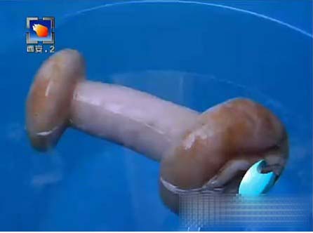 ��ο��������֥���ߺ����� ���Ů���ߣ�ͼ��