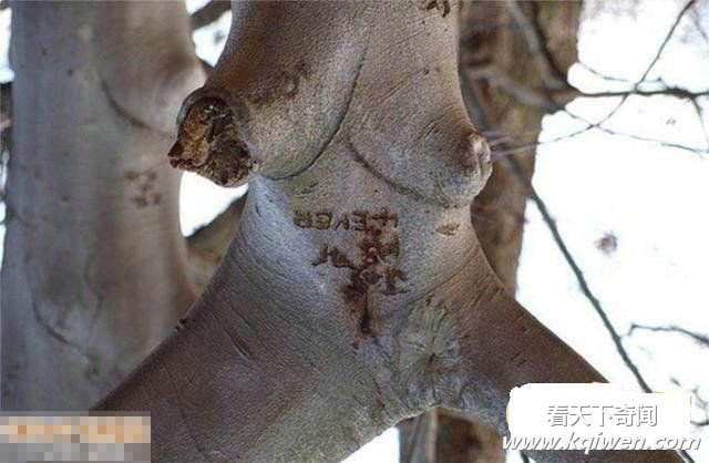 ���������̫�������Ǵ���Ȼ̫����