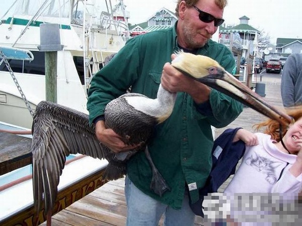 ������Լ�е�ţ��ţͼ